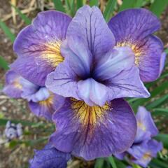 Kosatec sibiřský 'Reel Cute' - Iris sibirica 'Reel Cute'