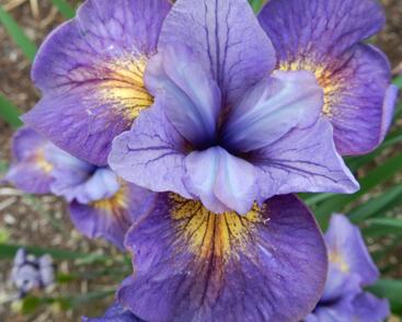 Kosatec sibiřský 'Reel Cute'