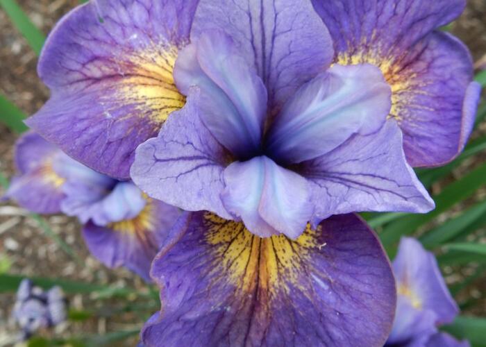 Kosatec sibiřský 'Reel Cute' - Iris sibirica 'Reel Cute'