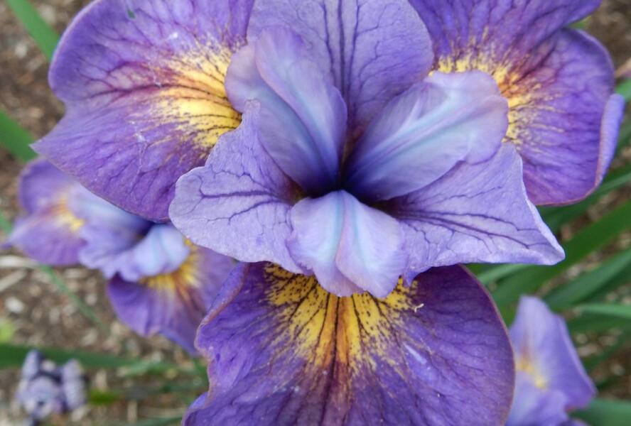 Kosatec sibiřský 'Reel Cute' - Iris sibirica 'Reel Cute'
