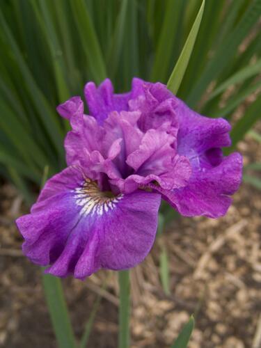 Kosatec sibiřský 'Rosy Bows' - Iris sibirica 'Rosy Bows'