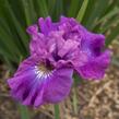 Kosatec sibiřský 'Rosy Bows' - Iris sibirica 'Rosy Bows'