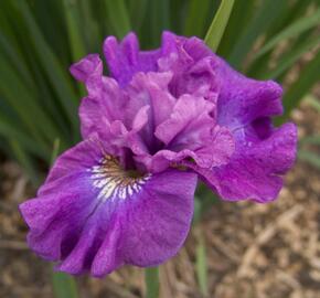 Kosatec sibiřský 'Rosy Bows' - Iris sibirica 'Rosy Bows'