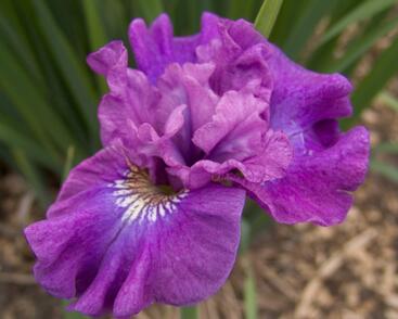 Kosatec sibiřský 'Rosy Bows'