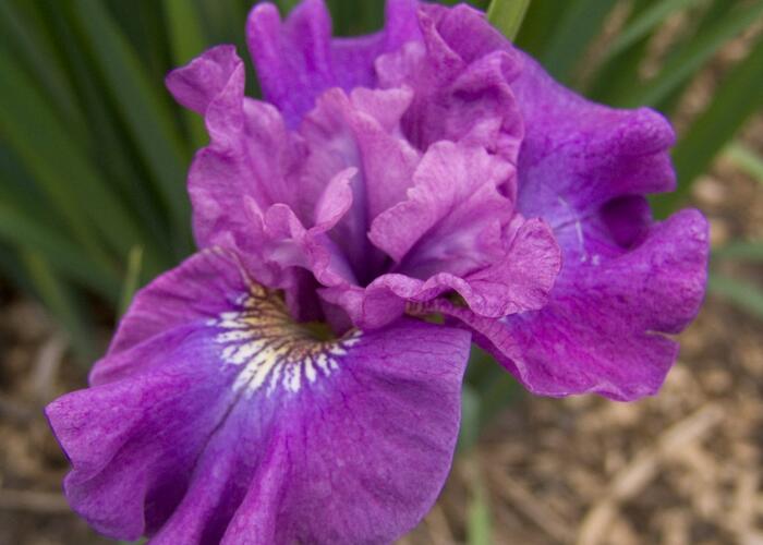 Kosatec sibiřský 'Rosy Bows' - Iris sibirica 'Rosy Bows'