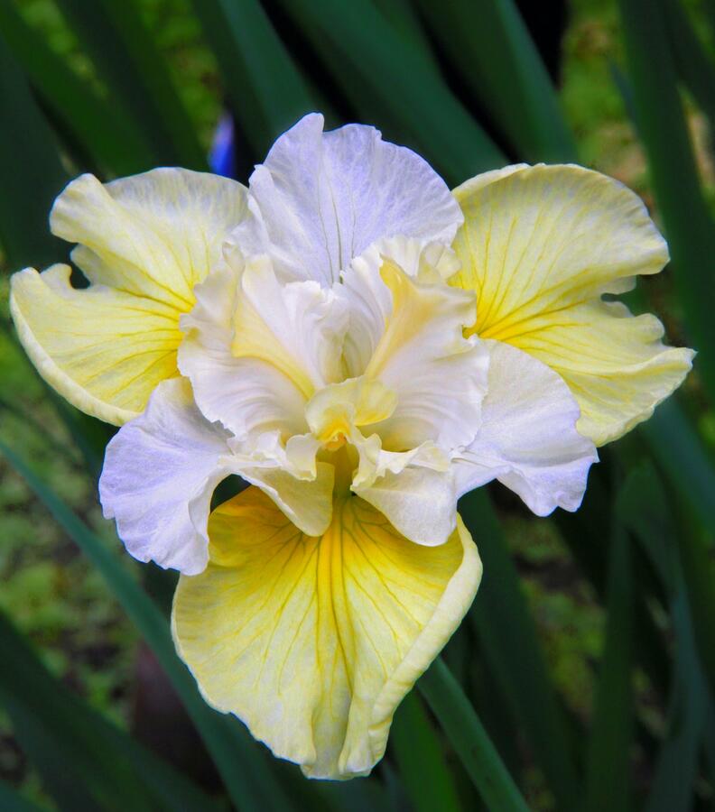 Kosatec sibiřský 'Yellow Tail' - Iris sibirica 'Yellow Tail'