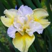 Kosatec sibiřský 'Yellow Tail' - Iris sibirica 'Yellow Tail'