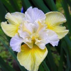 Kosatec sibiřský 'Yellow Tail' - Iris sibirica 'Yellow Tail'