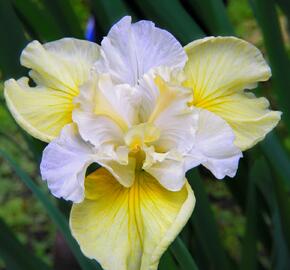 Kosatec sibiřský 'Yellow Tail' - Iris sibirica 'Yellow Tail'