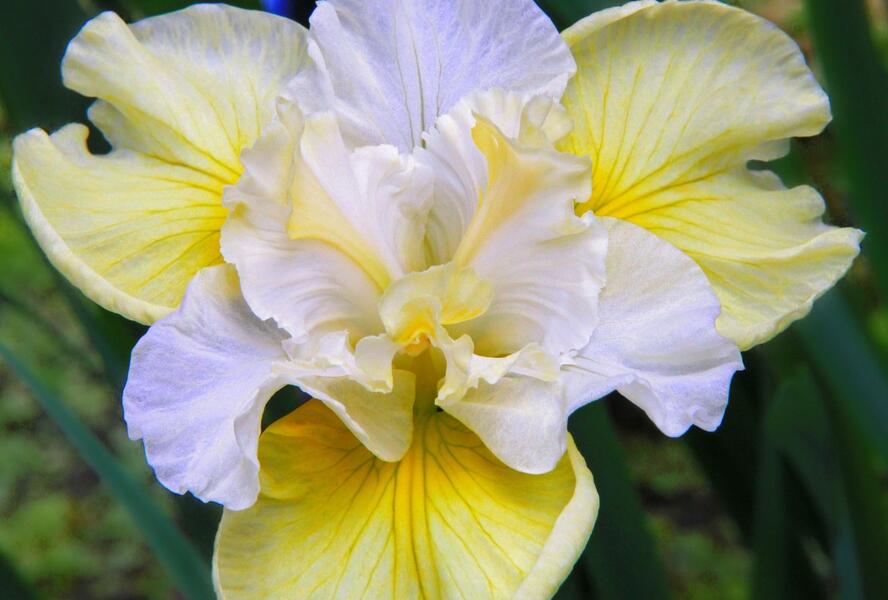 Kosatec sibiřský 'Yellow Tail' - Iris sibirica 'Yellow Tail'