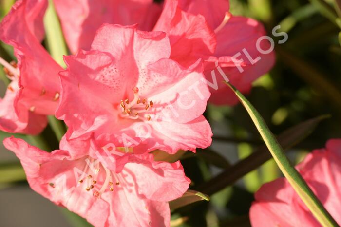 Pěnišník 'Anna' - Rhododendron (Y) 'Anna'