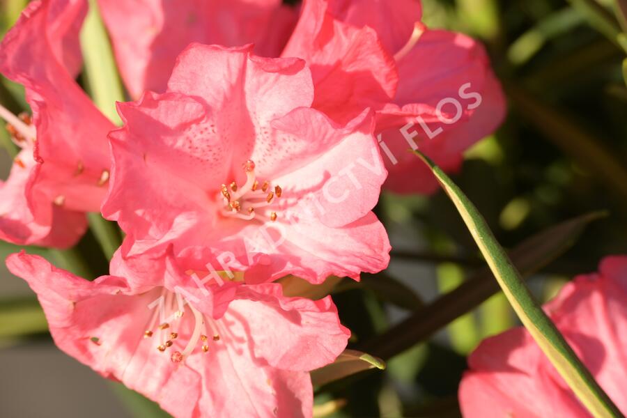 Pěnišník 'Anna' - Rhododendron (Y) 'Anna'