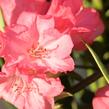 Pěnišník 'Ana' - Rhododendron (Y) 'Ana'