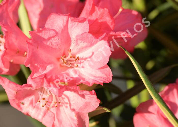 Pěnišník 'Ana' - Rhododendron (Y) 'Ana'