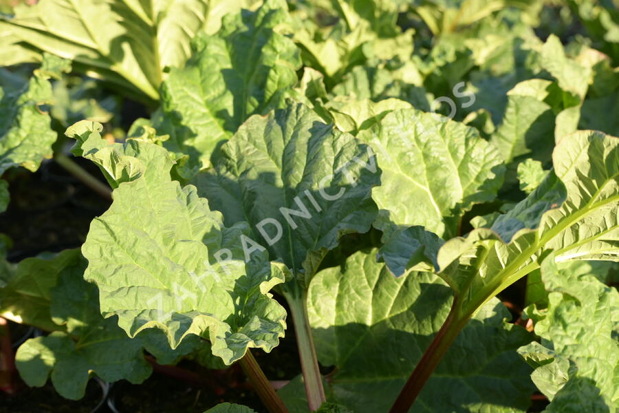 Reveň rebarbora 'Timperley Early' - Rheum rhabarbarum 'Timperley Early'