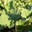 Reveň rebarbora 'Timperley Early' - Rheum rhabarbarum 'Timperley Early'