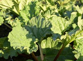 Reveň rebarbora 'Timperley Early' - Rheum rhabarbarum 'Timperley Early'