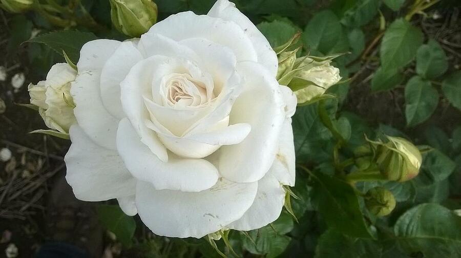 Reveň rebarbora 'Timperley Early' - Rheum rhabarbarum 'Timperley Early'