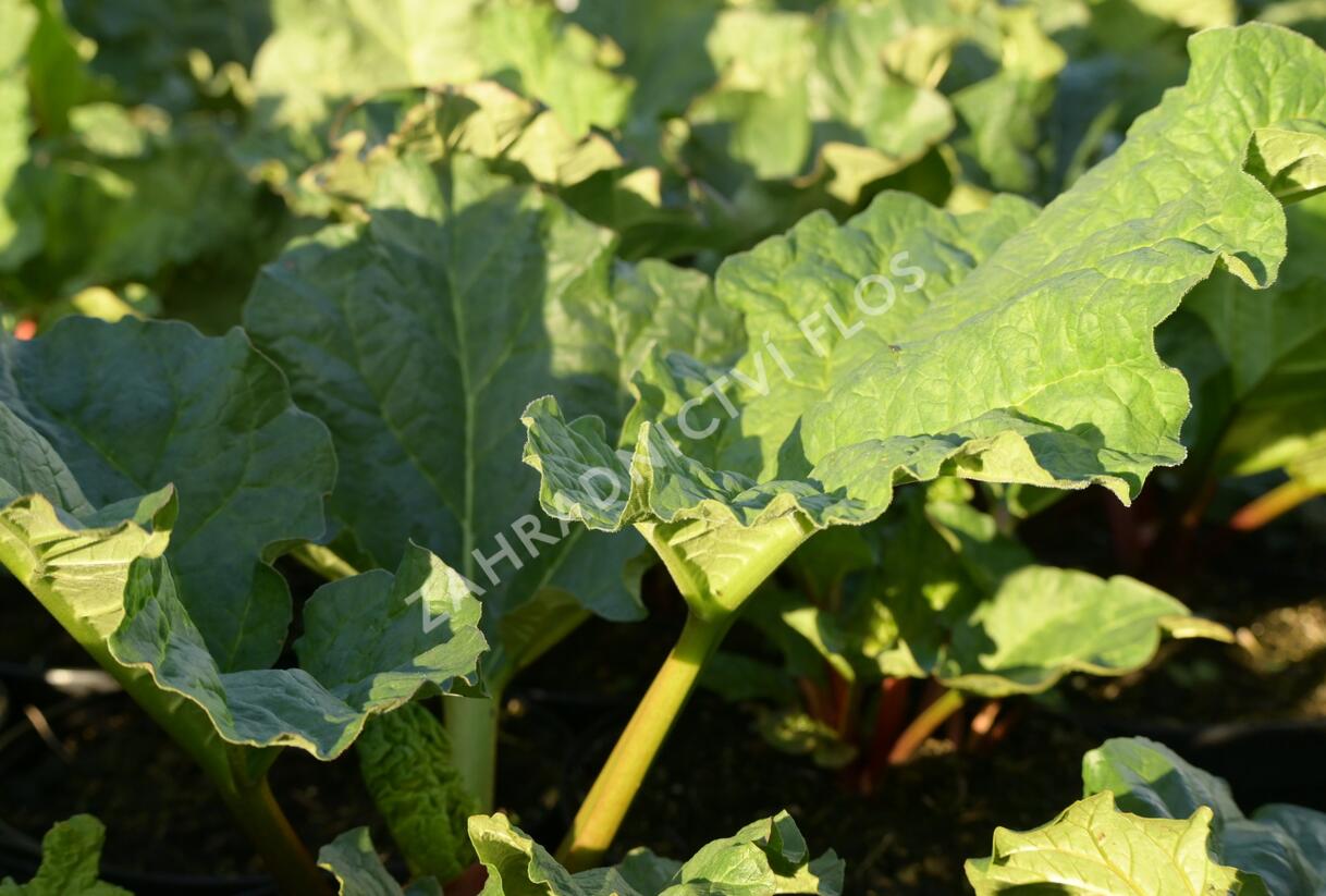 Reveň rebarbora 'Timperley Early' - Rheum rhabarbarum 'Timperley Early'