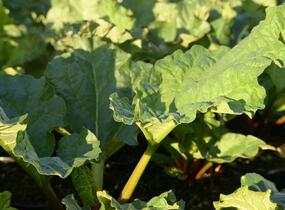 Reveň rebarbora 'Timperley Early' - Rheum rhabarbarum 'Timperley Early'