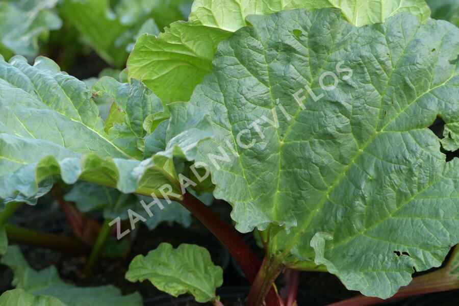 Reveň rebarbora 'Goliath' - Rheum rhabarbarum 'Goliath'