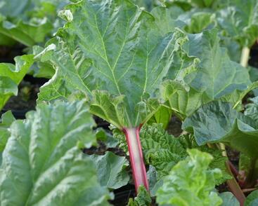 Reveň rebarbora 'Goliath'