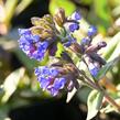 Plicník úzkolistý 'Blaues Meer' - Pulmonaria angustifolia 'Blaues Meer'