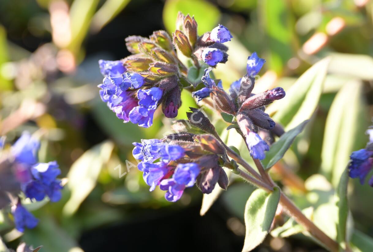 Plicník úzkolistý 'Blaues Meer' - Pulmonaria angustifolia 'Blaues Meer'