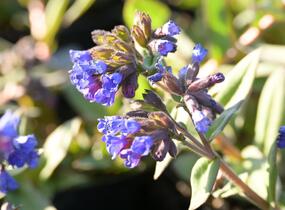 Plicník úzkolistý 'Blaues Meer' - Pulmonaria angustifolia 'Blaues Meer'