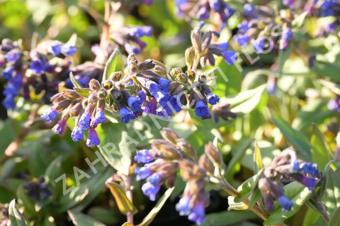 Plicník 'Blaues Meer' - Pulmonaria angustifolia 'Blaues Meer'