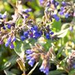 Plicník úzkolistý 'Blaues Meer' - Pulmonaria angustifolia 'Blaues Meer'