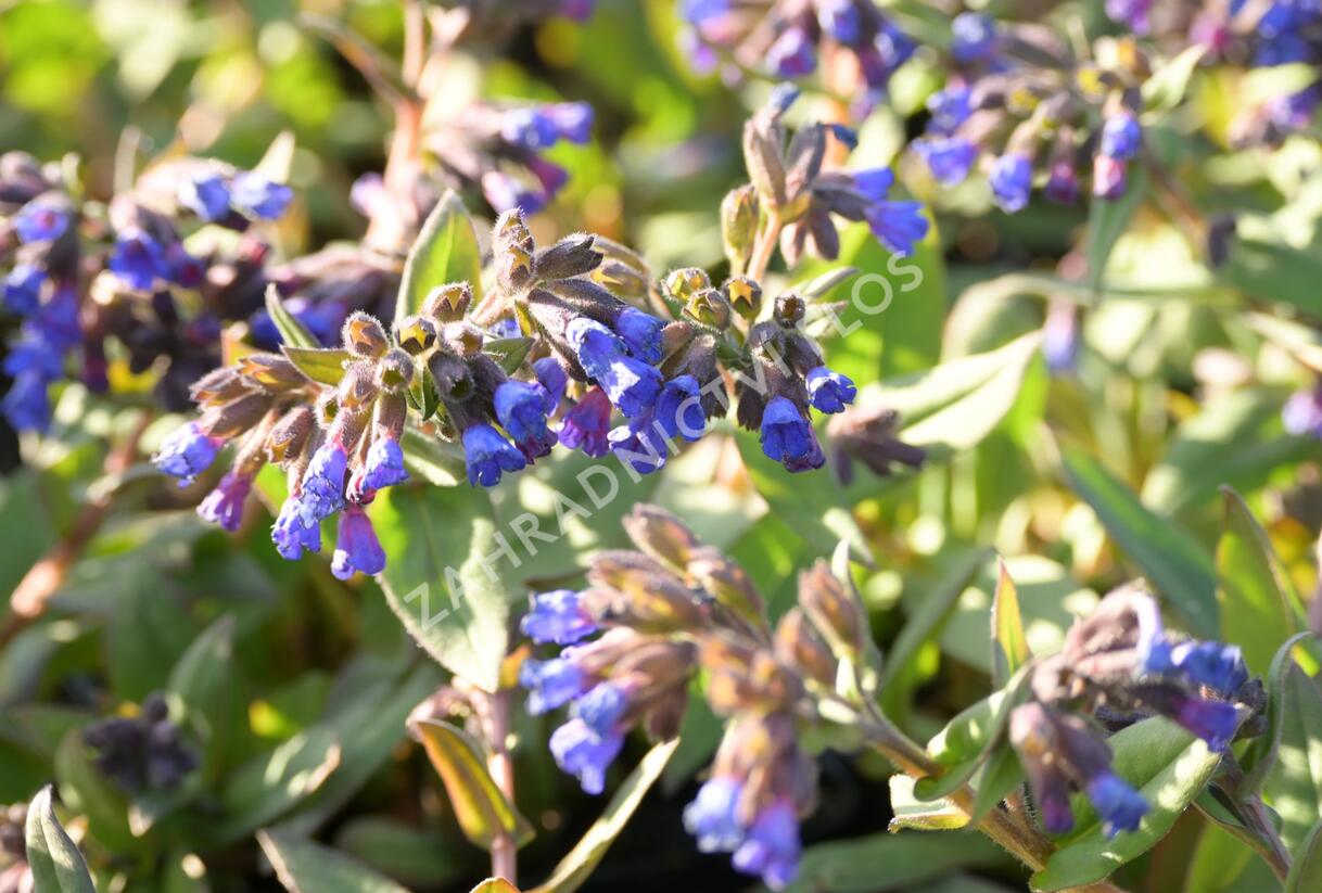 Plicník úzkolistý 'Blaues Meer' - Pulmonaria angustifolia 'Blaues Meer'