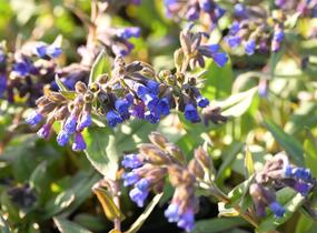 Plicník úzkolistý 'Blaues Meer' - Pulmonaria angustifolia 'Blaues Meer'