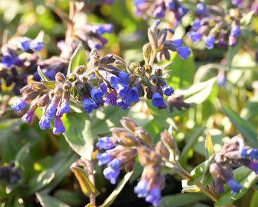 Plicník úzkolistý 'Blaues Meer'