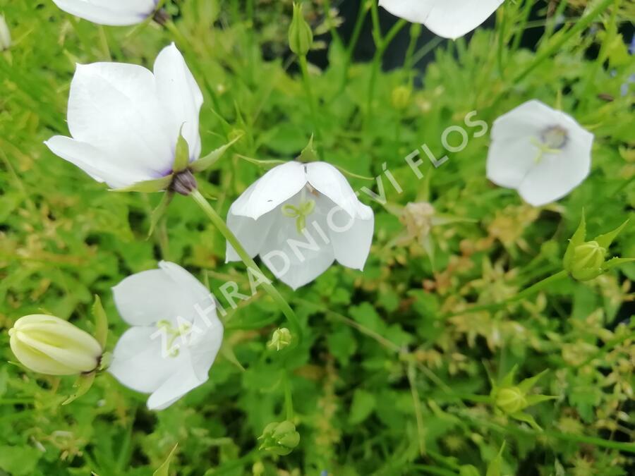 Zvonek karpatský 'Jenny' - Campanula carpatica 'Jenny'