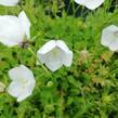 Zvonek karpatský 'Jenny' - Campanula carpatica 'Jenny'