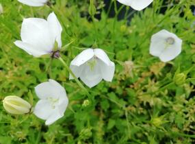 Zvonek karpatský 'Jenny' - Campanula carpatica 'Jenny'