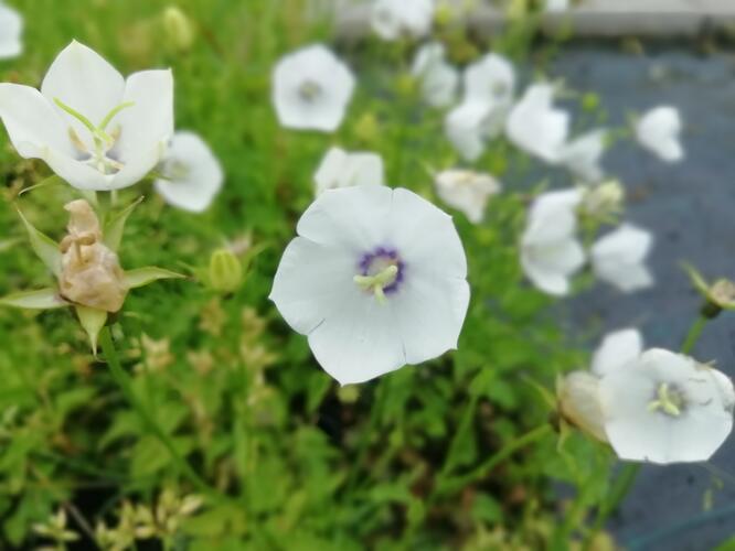 Zvonek karpatský 'Jenny' - Campanula carpatica 'Jenny'