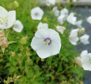 Zvonek karpatský 'Jenny' - Campanula carpatica 'Jenny'