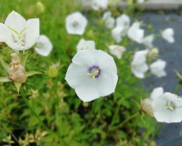 Zvonek karpatský 'Jenny'