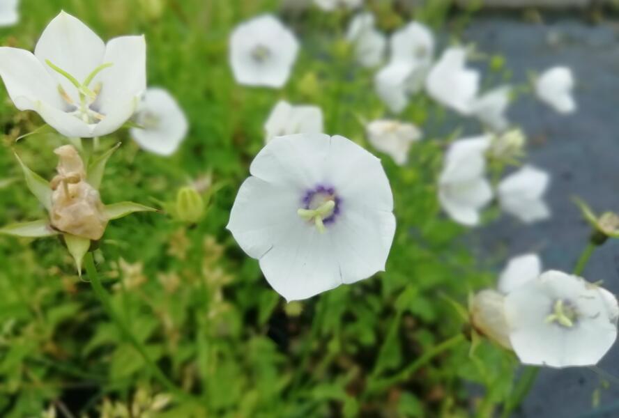 Zvonek karpatský 'Jenny' - Campanula carpatica 'Jenny'
