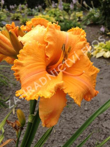 Denivka 'Colonel Mustard' - Hemerocallis 'Colonel Mustard'