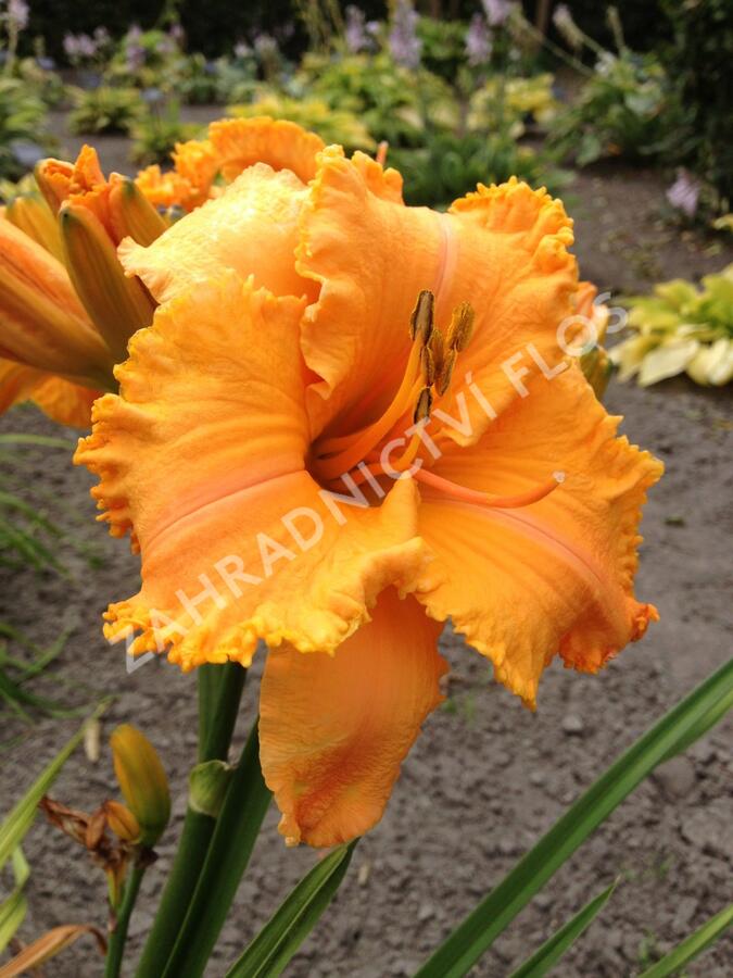 Denivka 'Colonel Mustard' - Hemerocallis 'Colonel Mustard'