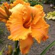 Denivka 'Colonel Mustard' - Hemerocallis 'Colonel Mustard'