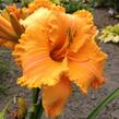 Denivka 'Colonel Mustard' - Hemerocallis 'Colonel Mustard'