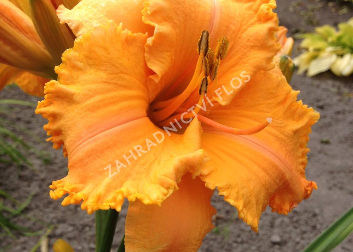 Denivka 'Colonel Mustard' - Hemerocallis 'Colonel Mustard'