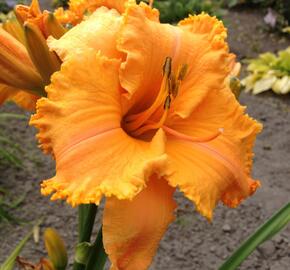 Denivka 'Colonel Mustard' - Hemerocallis 'Colonel Mustard'