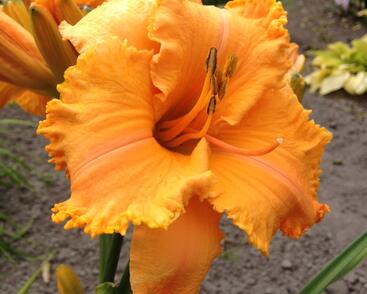 Denivka 'Colonel Mustard'