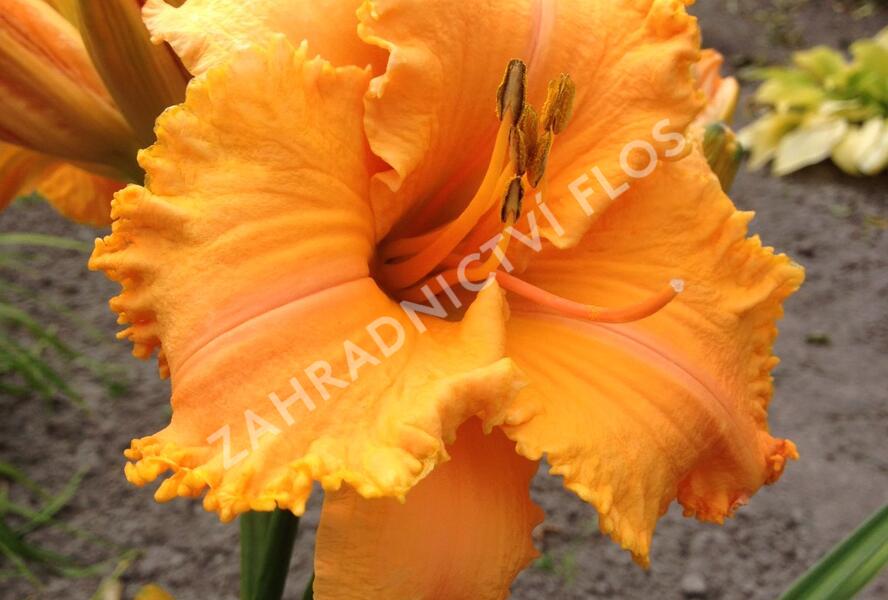 Denivka 'Colonel Mustard' - Hemerocallis 'Colonel Mustard'