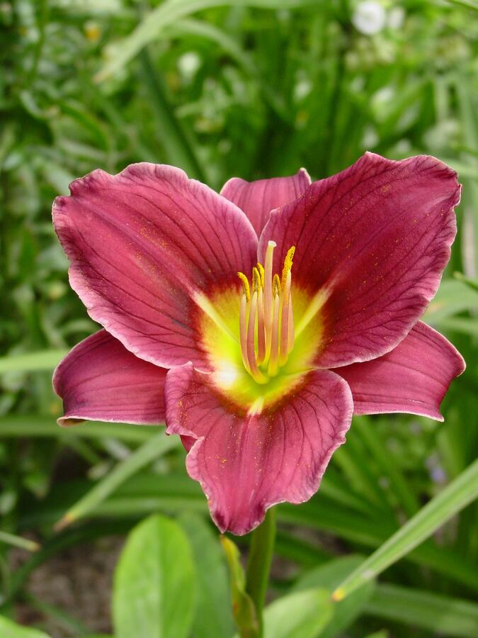Denivka 'Little Missy' - Hemerocallis 'Little Missy'